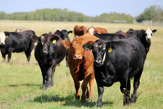Bred Heifers