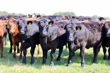 Bred Heifers - Photo 2