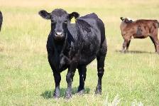 Bred Heifers - Photo 3