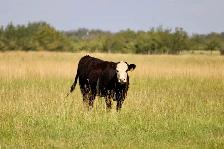 Bred Heifers - Photo 4