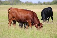 Bred Heifers - Photo 5