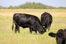 Bred Heifers - Photo 6
