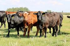 Bred Heifers - Photo 7