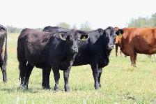 Bred Heifers - Photo 8