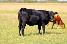 Bred Heifers - Photo 9