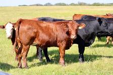 Bred Heifers - Photo 10