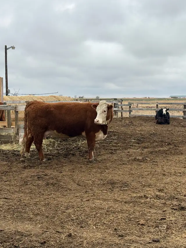 looking to rent a bull