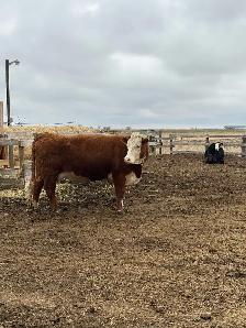 looking to rent a bull