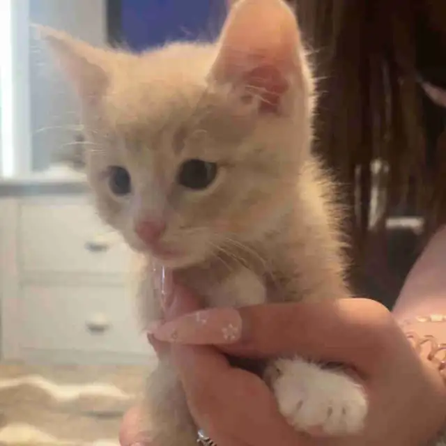 orange tabby kitten male
