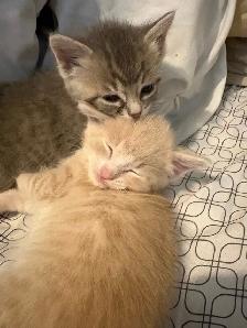 orange tabby kitten male - Photo 2