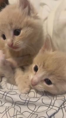 orange tabby kitten male - Photo 3