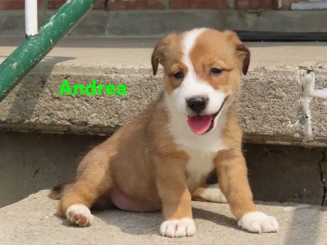 Border collie jack mix puppies.