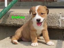 Border collie jack mix puppies.