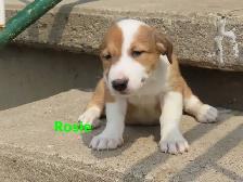 Border collie jack mix puppies. - Photo 2