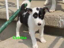 Border collie jack mix puppies. - Photo 3