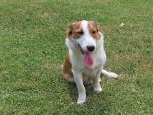 Border collie jack mix puppies. - Photo 4
