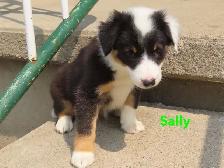 Border collie jack mix puppies. - Photo 5
