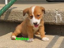 Border collie jack mix puppies. - Photo 6