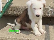 Border collie jack mix puppies. - Photo 7