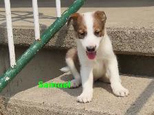 Border collie jack mix puppies. - Photo 8