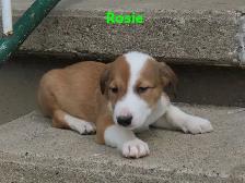 Border collie jack mix puppies. - Photo 9