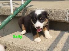 Border collie jack mix puppies. - Photo 10