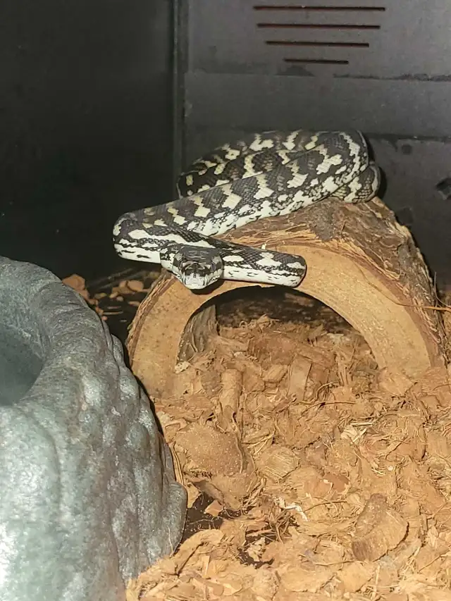 carpet python