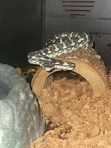 carpet python
