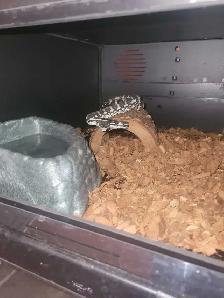 carpet python - Photo 2