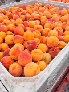 BABY GOLD PEACHES WHOLESALE - Photo 2