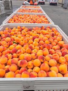 BABY GOLD PEACHES WHOLESALE - Photo 3