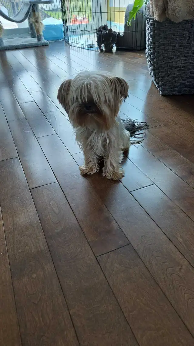 purebred Yorkie puppies for sale!
