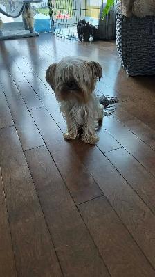 purebred Yorkie puppies for sale!