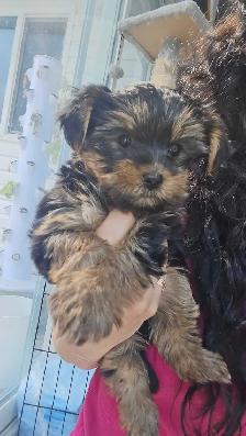 purebred Yorkie puppies for sale! - Photo 2
