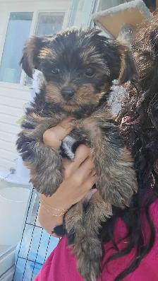 purebred Yorkie puppies for sale! - Photo 3
