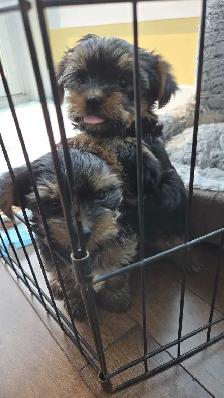 purebred Yorkie puppies for sale! - Photo 4