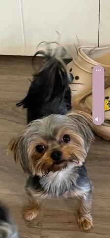 purebred Yorkie puppies for sale! - Photo 5
