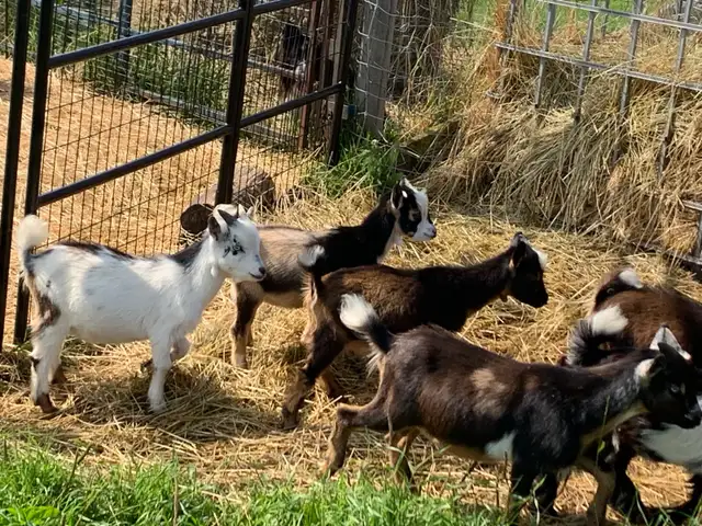 Nigerian goat wethers