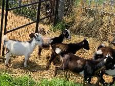 Nigerian goat wethers