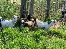 Nigerian goat wethers - Photo 2