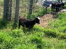 Nigerian goat wethers - Photo 3