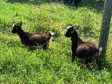 Nigerian goat wethers - Photo 4