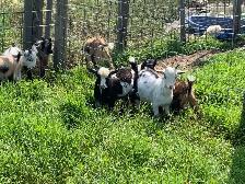 Nigerian goat wethers - Photo 5