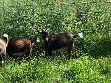 Nigerian goat wethers - Photo 6