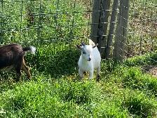 Nigerian goat wethers - Photo 7