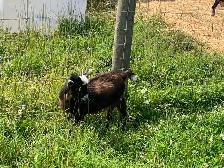 Nigerian goat wethers - Photo 8