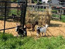 Nigerian goat wethers - Photo 9