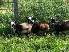 Nigerian goat wethers - Photo 10