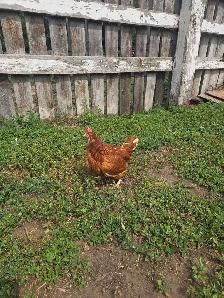 Bovan brown and white leghorn