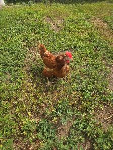 Bovan brown and white leghorn - Photo 2